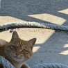 童顔の男の子 サムネイル2