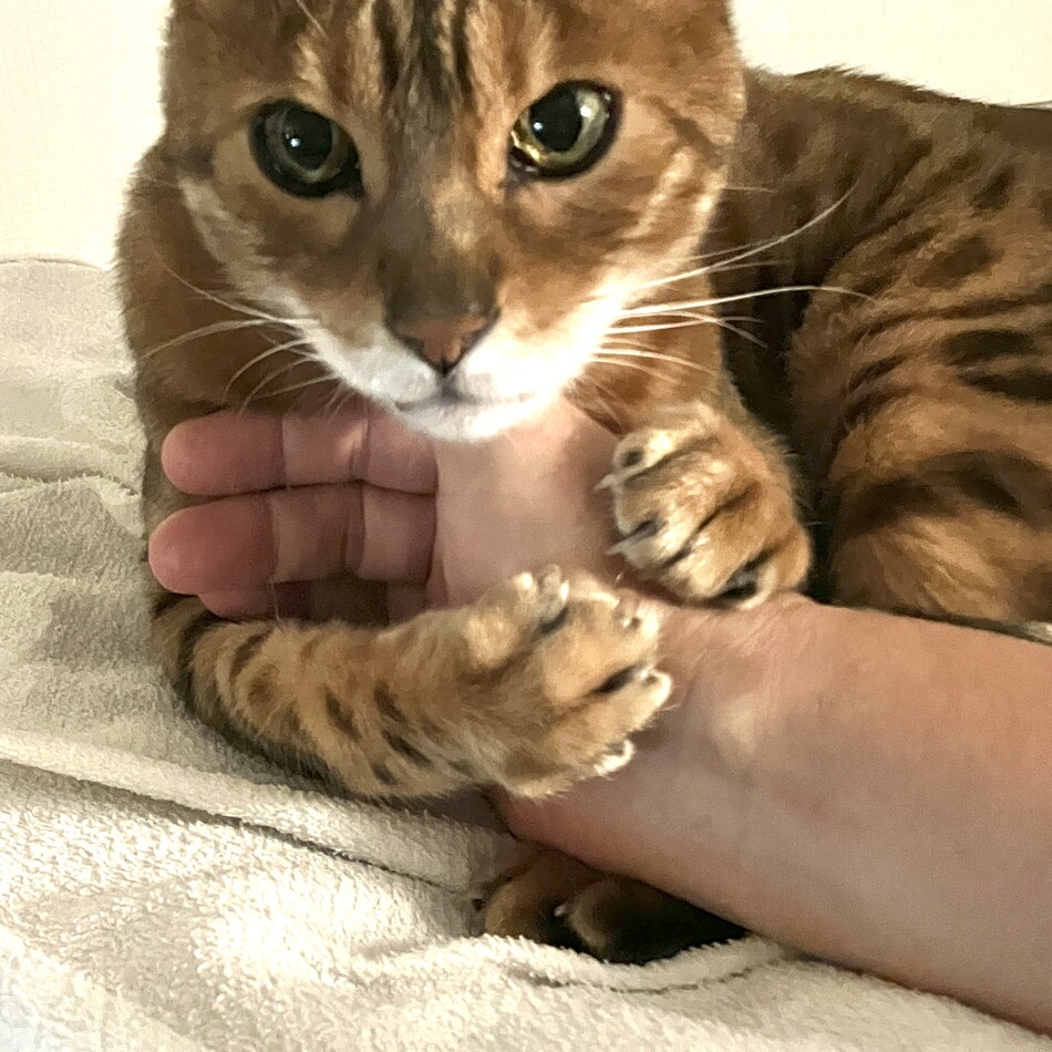 ガルくんのカバー写真