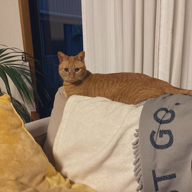 るんるんですのカバー写真