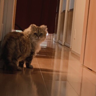 夫婦共に重度アレルギーになり、至急、助けて