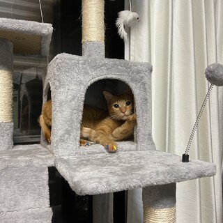 ちゃとら猫の女の子ミミちゃん