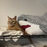 ちゃとら猫の女の子ミミちゃん サムネイル2
