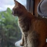 ちゃとら猫の女の子ミミちゃん サムネイル4