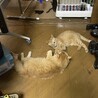 ちゃとら猫の女の子ミミちゃん サムネイル3