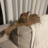 ちゃとら猫の女の子ミミちゃん サムネイル5
