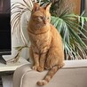 ちゃとら猫の女の子ミミちゃん サムネイル6