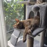 ちゃとら猫の女の子ミミちゃん サムネイル7