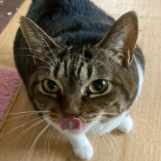 甘えん坊のぽっちゃりさん♡