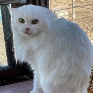 まっしろな毛長さん♡