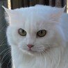 まっしろな毛長さん♡ サムネイル2