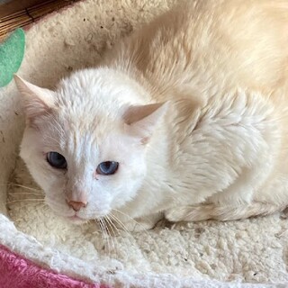 目がとっても綺麗な猫さんです♡