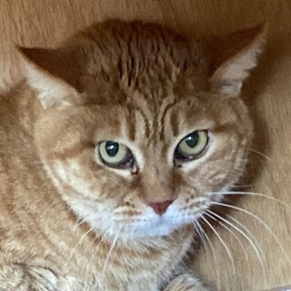 かわいいけど人馴れしていない茶トラさん♡