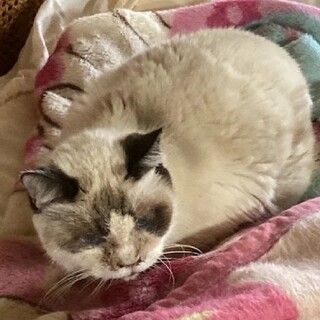 人馴れしていないけどかわいいシャムさん♡