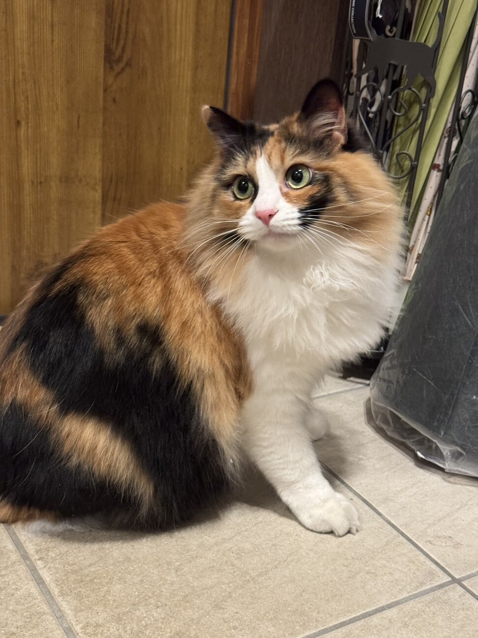 人慣れ抜群♡三毛猫長毛の」静岡県 - 猫の里親募集(537449) 3枚目の