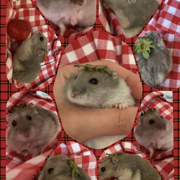 頂き物のいちごをハムと分け分け