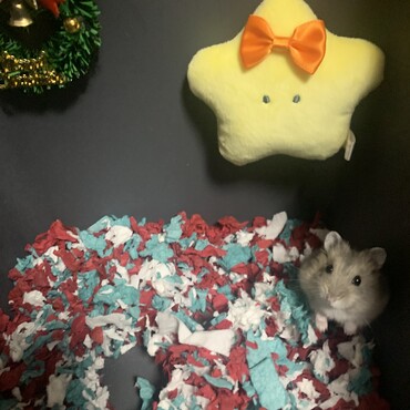 飼い主がクリスマスの飾り付けをしてたぜ！