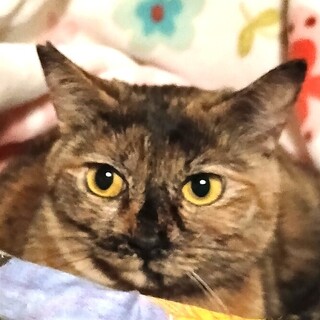 優しくて賢いさび猫さん☆きびちゃん