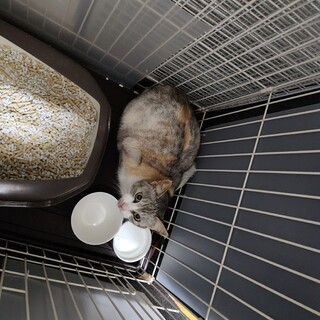 美人さんの三毛ちゃん