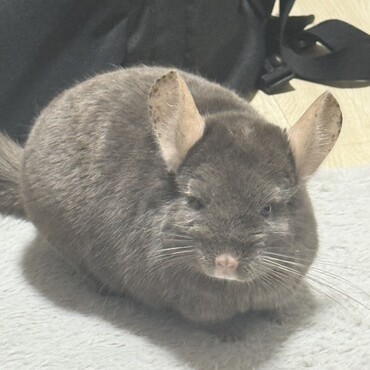 里親を探しています