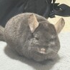 里親を探しています