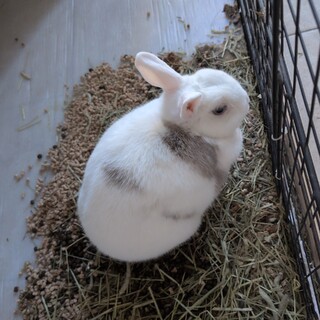 うさぎの里親募集