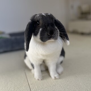 ホーランドロップ 1歳4ヶ月