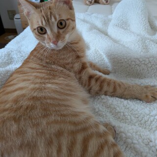 人懐っこい穏やかな6ヶ月の子猫♂です！