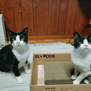 白黒の可愛いハチワレの兄妹です！