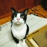 白黒の可愛いハチワレの兄妹です！ サムネイル2