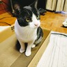 白黒の可愛いハチワレの兄妹です！ サムネイル4