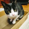 白黒の可愛いハチワレの兄妹です！ サムネイル5