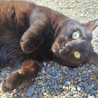 人も猫も大好きなベタベタ甘えん坊なクック君。