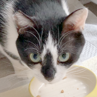 コアラくん3~5歳(4/11譲渡会で相談可)