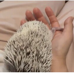 「我が家に来て約1ヶ月」サムネイル2