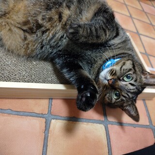 人懐っこいキジトラの女の子