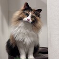 人慣れ抜群♡三毛猫長毛の女の子♡
