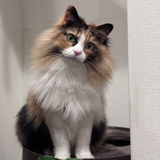 人慣れ抜群♡三毛猫長毛の女の子♡