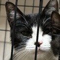 黒白子猫ちゃんメス、里親募集しています