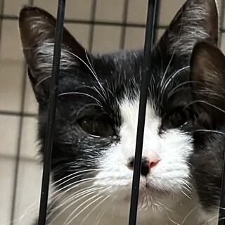 黒白子猫ちゃんメス、里親募集しています