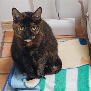 大人しいサビの女の子