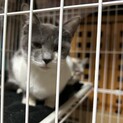 グレー白の子猫ちゃんメス、里親募集してます