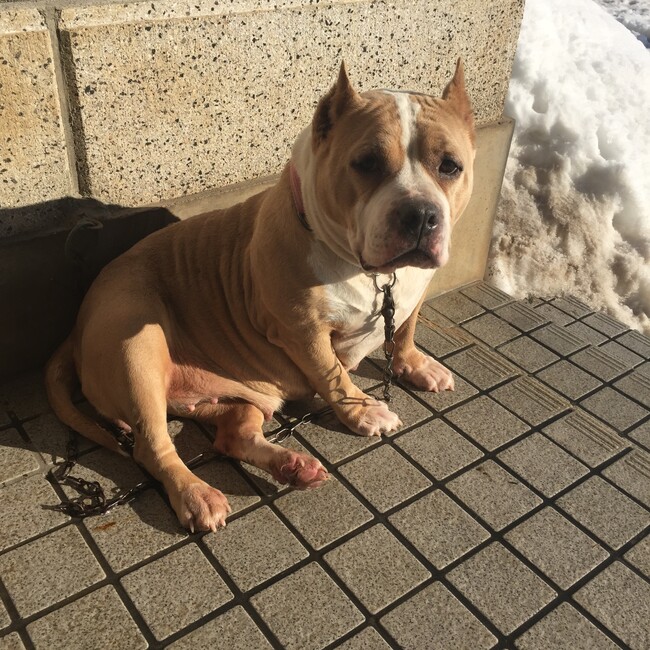 はいぼーのカバー写真