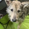 保健所からレスキュー！テリア風のルアちゃん サムネイル3
