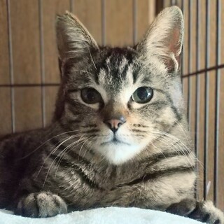 リラックス甘えん坊キジトラかなた君25年春生れ