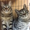 リラックス甘えん坊キジトラかなた君25年春生れ サムネイル7