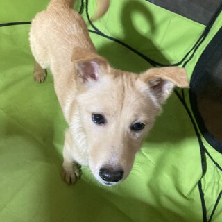 保健所からレスキュー！甘えん坊のあおば君