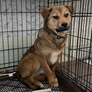 保健所からレスキュー！カッコいいひばり君