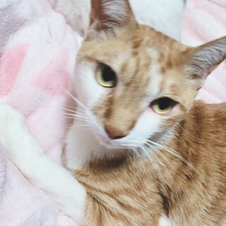 【3/22⭐️泉大津にて譲渡会】参加ルマンくん