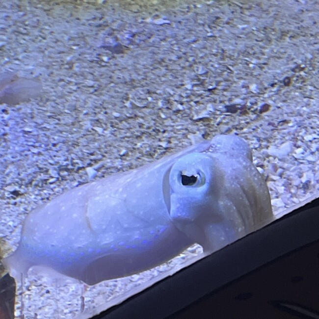 ぴぴぴっちゃんのカバー写真