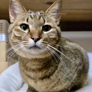 【3/22⭐️泉大津にて譲渡会】参加キイくん